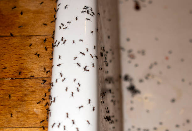 Best Bed Bug Extermination  in Fredericksburg, IA