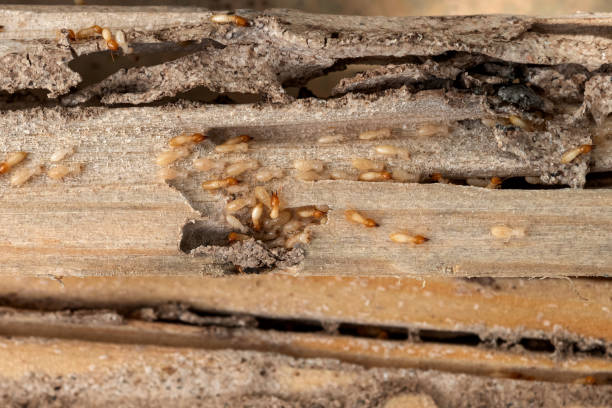 Best Flea Control Services  in Fredericksburg, IA